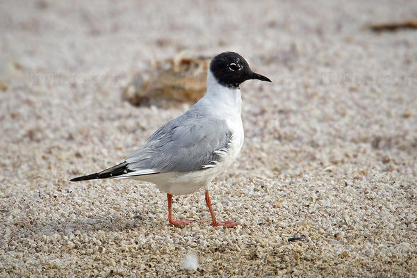 Bonaparte's Gull Image @ Kiwifoto.com