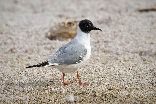 Bonaparte's Gull Picture @ Kiwifoto.com