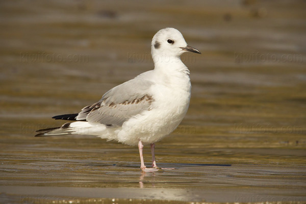 Bonaparte's Gull