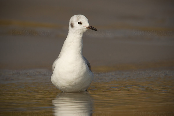 Bonaparte's Gull Photo @ Kiwifoto.com