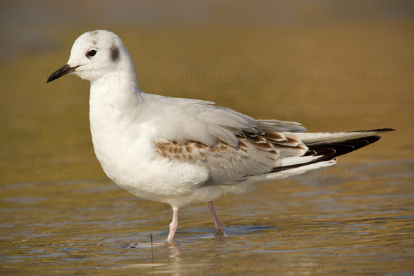 Bonaparte's Gull Image @ Kiwifoto.com