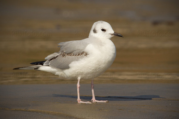 Bonaparte's Gull Image @ Kiwifoto.com
