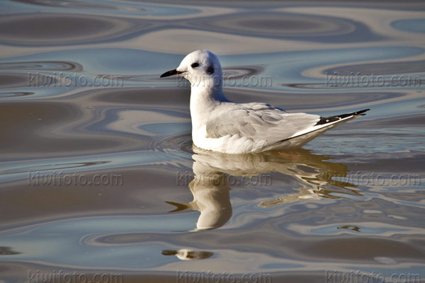 Bonaparte's Gull Image @ Kiwifoto.com