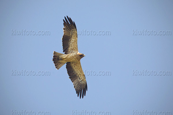 Booted Eagle Picture @ Kiwifoto.com