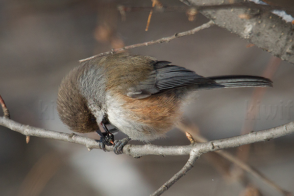 Boreal Chickadee Image @ Kiwifoto.com