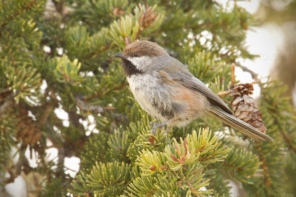 Boreal Chickadee Photo @ Kiwifoto.com