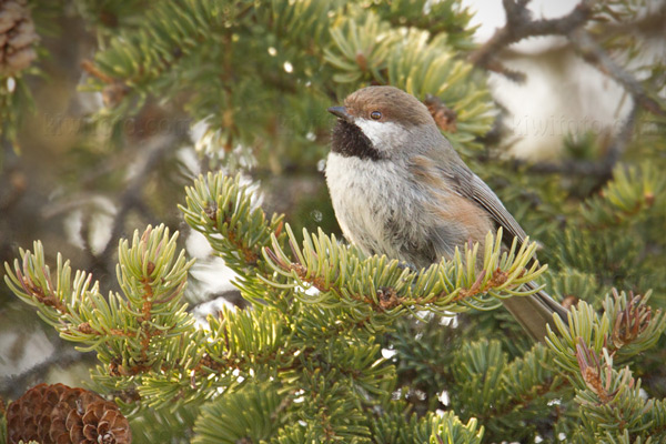 Boreal Chickadee