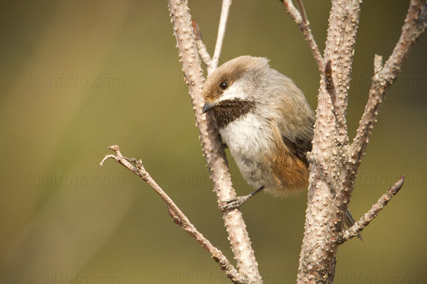 Boreal Chickadee Picture @ Kiwifoto.com