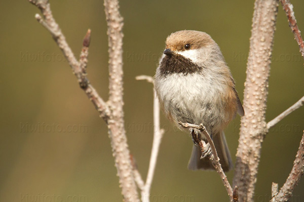 Boreal Chickadee Image @ Kiwifoto.com