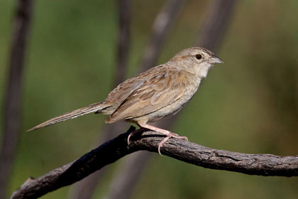 Botteri's Sparrow