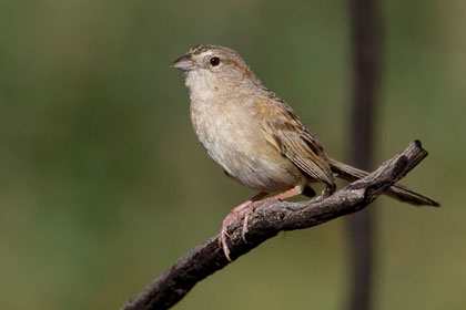 Botteri's Sparrow Picture @ Kiwifoto.com