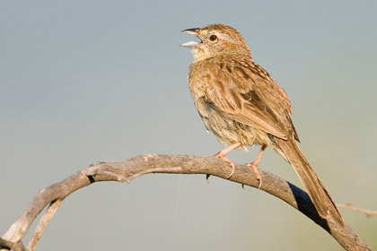 Botteri's Sparrow Image @ Kiwifoto.com