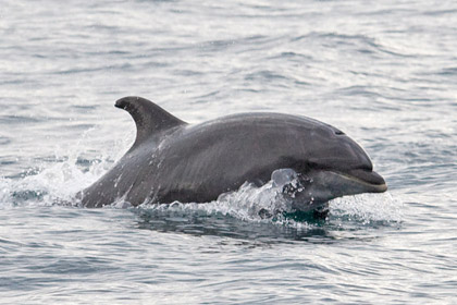 Bottlenose Dolphin