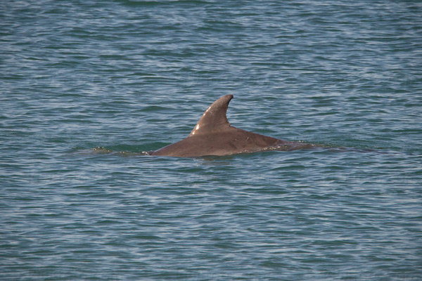 Bottlenose Dolphin Photo @ Kiwifoto.com