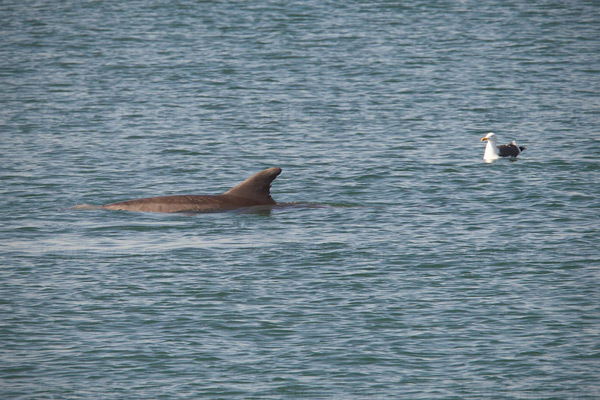 Bottlenose Dolphin Photo @ Kiwifoto.com