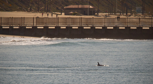 Bottlenose Dolphin Image @ Kiwifoto.com