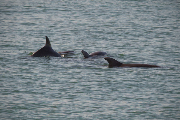 Bottlenose Dolphin Picture @ Kiwifoto.com