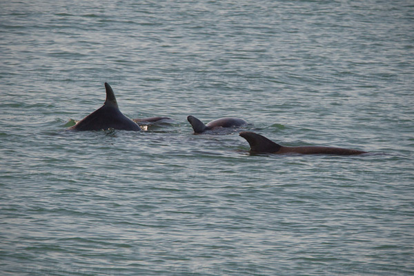 Bottlenose Dolphin Image @ Kiwifoto.com