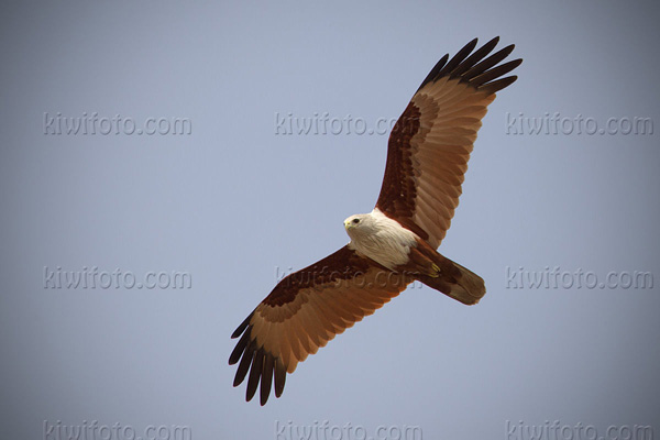 Brahminy Kite Photo @ Kiwifoto.com