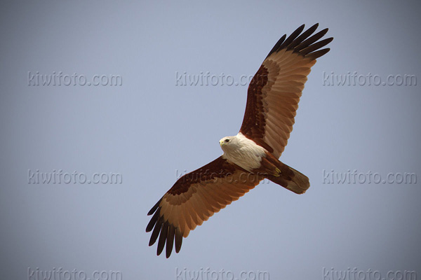 Brahminy Kite