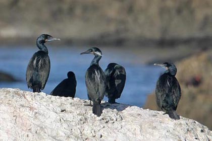 Brandt's Cormorant Picture @ Kiwifoto.com