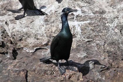 Brandt's Cormorant Image @ Kiwifoto.com