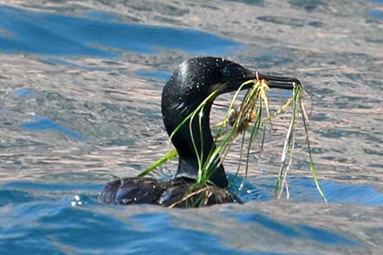 Brandt's Cormorant Photo @ Kiwifoto.com