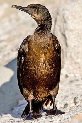 Brandt's Cormorant Photo @ Kiwifoto.com