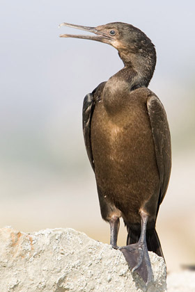 Brandt's Cormorant Image @ Kiwifoto.com