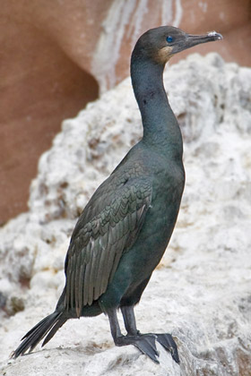 Brandt's Cormorant Picture @ Kiwifoto.com