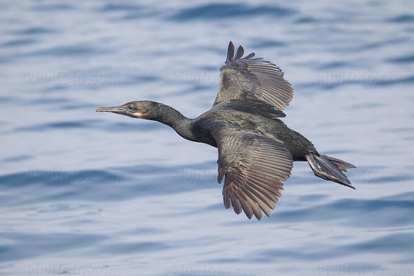 Brandt's Cormorant Picture @ Kiwifoto.com