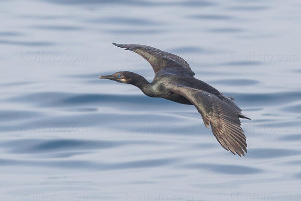 Brandt's Cormorant Image @ Kiwifoto.com