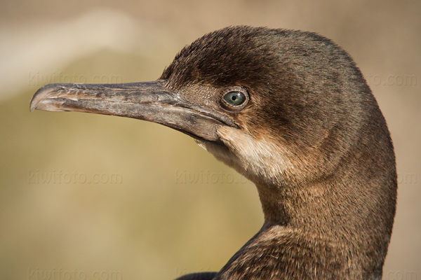 Brandt's Cormorant Photo @ Kiwifoto.com