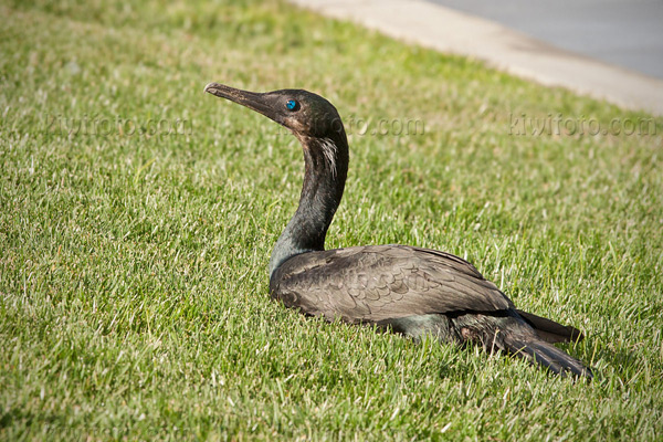 Brandt's Cormorant Image @ Kiwifoto.com