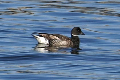 Brant Image @ Kiwifoto.com