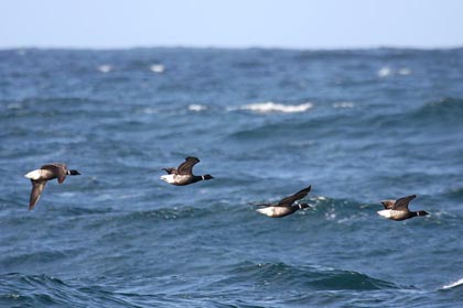 Brant Image @ Kiwifoto.com