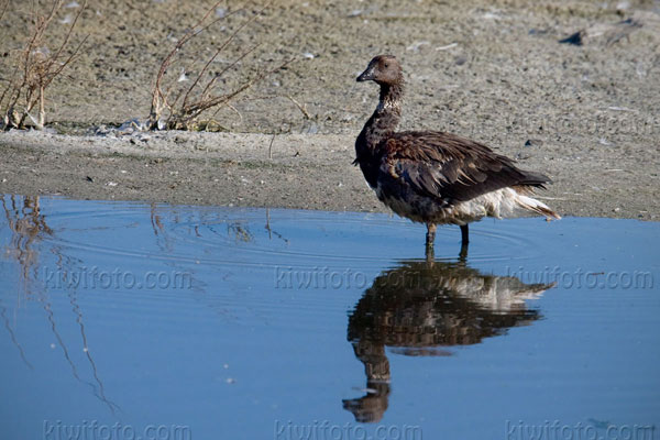 Brant Image @ Kiwifoto.com