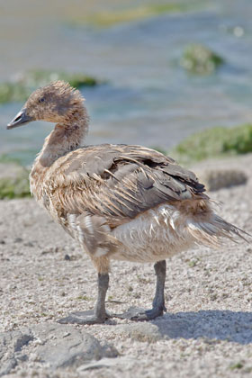 Brant (juvenile)