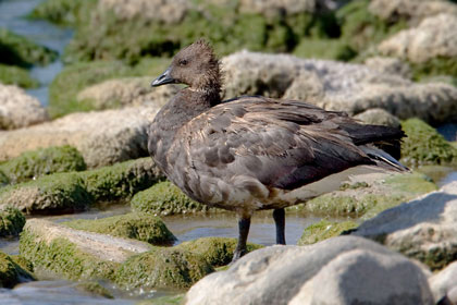 Brant Image @ Kiwifoto.com