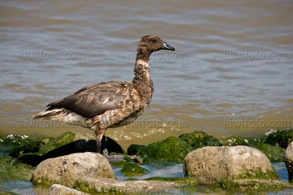 Brant Image @ Kiwifoto.com