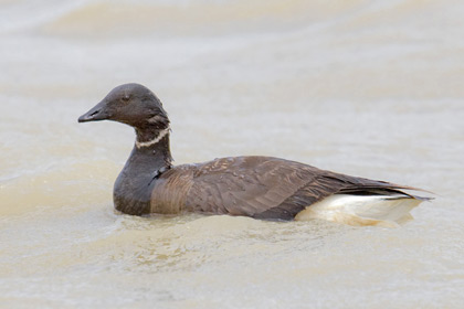 Brant Image @ Kiwifoto.com