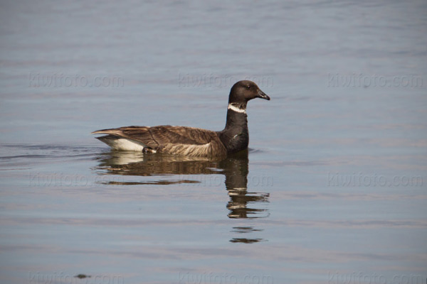 Brant Image @ Kiwifoto.com