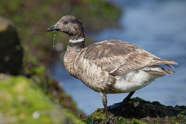 Brant Picture @ Kiwifoto.com