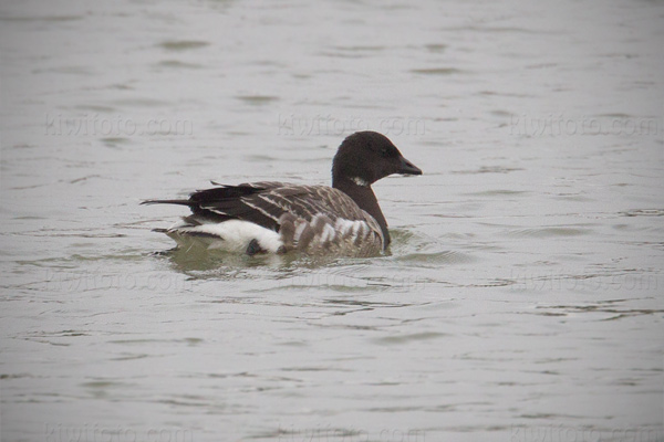 Brant Image @ Kiwifoto.com