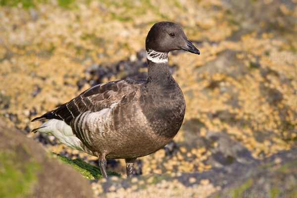 Brant Picture @ Kiwifoto.com