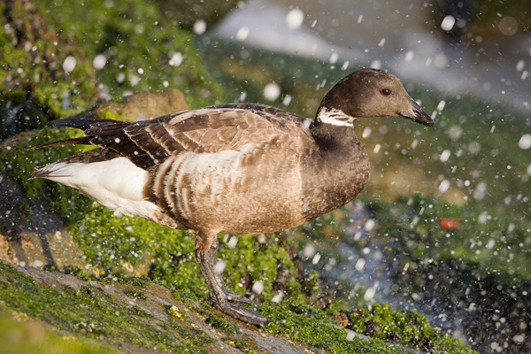 Brant Image @ Kiwifoto.com