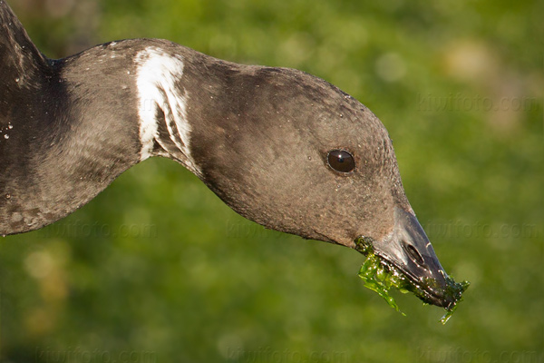 Brant Picture @ Kiwifoto.com