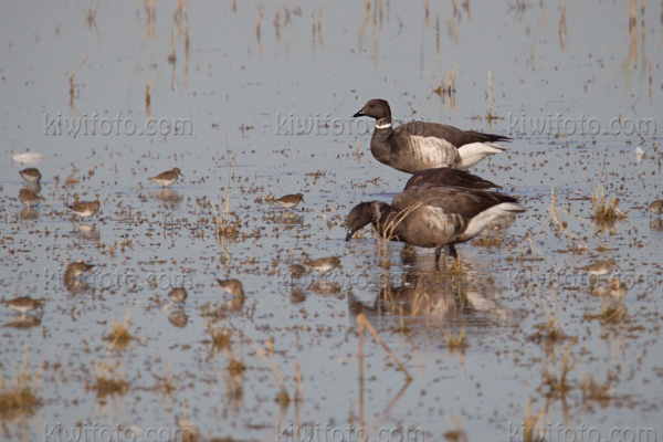 Brant Picture @ Kiwifoto.com