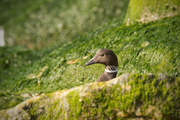 Brant Picture @ Kiwifoto.com