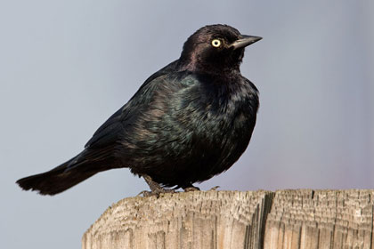 Brewer's Blackbird Image @ Kiwifoto.com